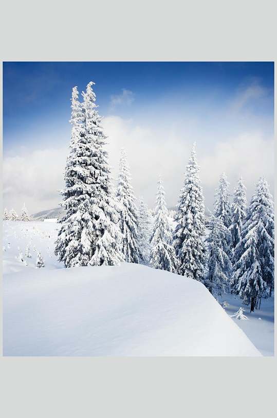 雪地松树云雾自然雪景风景图片