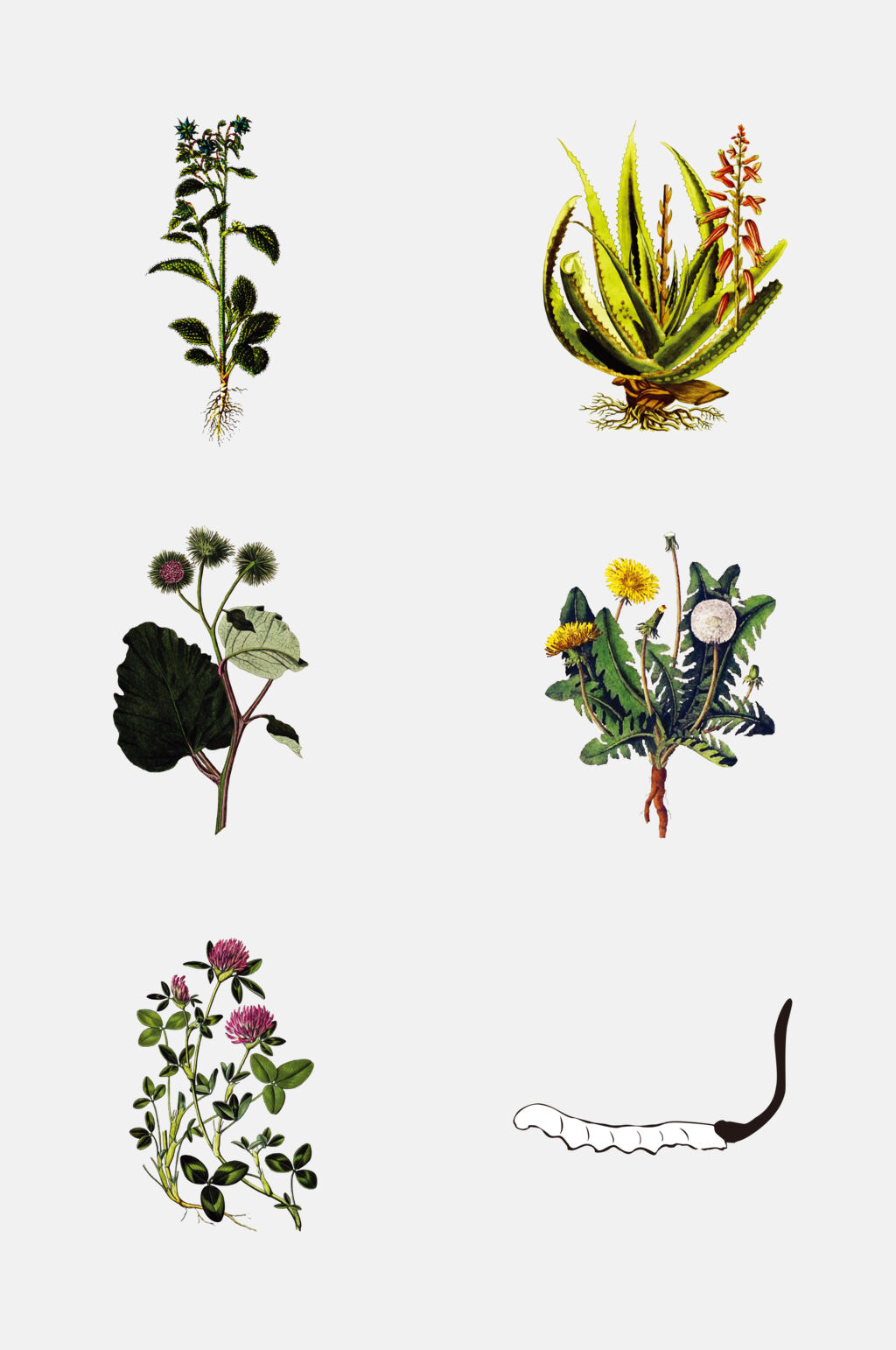 手绘经典植物手绘线稿免抠素材素材