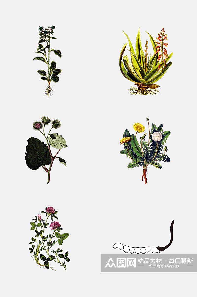 手绘经典植物手绘线稿免抠素材素材
