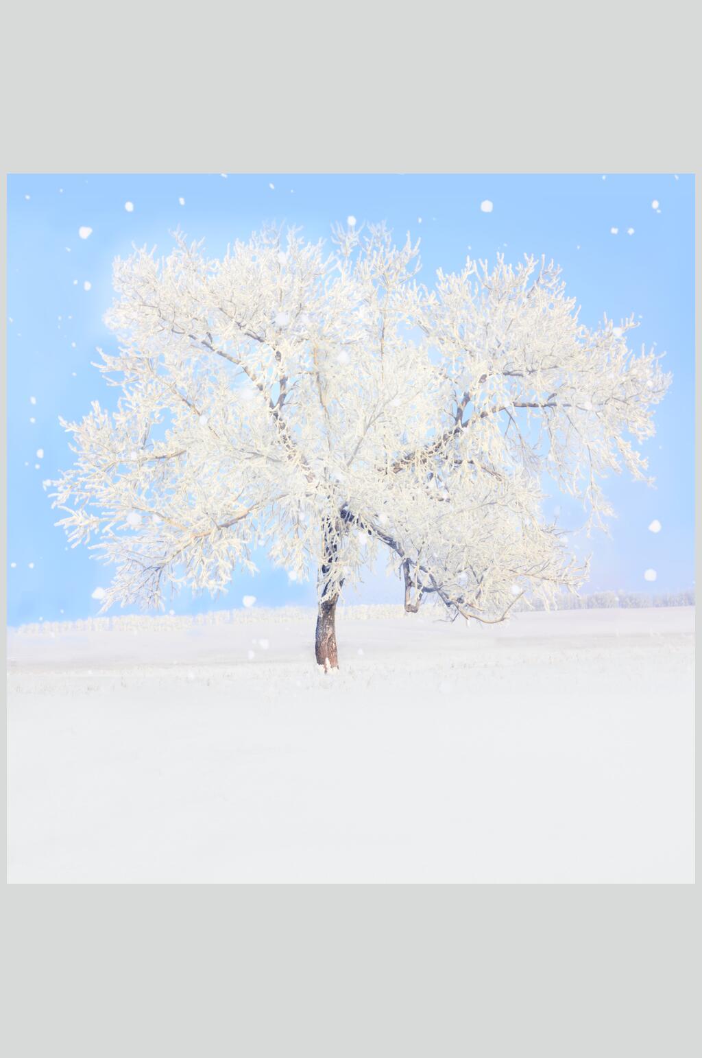 一棵树雪地冬季雪景高清图片素材