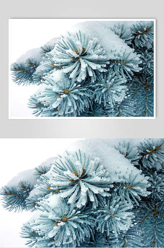 松树冬季雪景高清图片