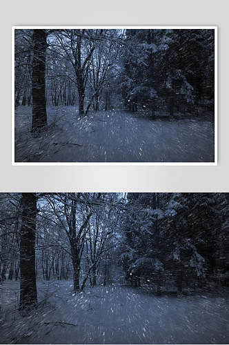 阴暗树林雪花自然雪景风景图片