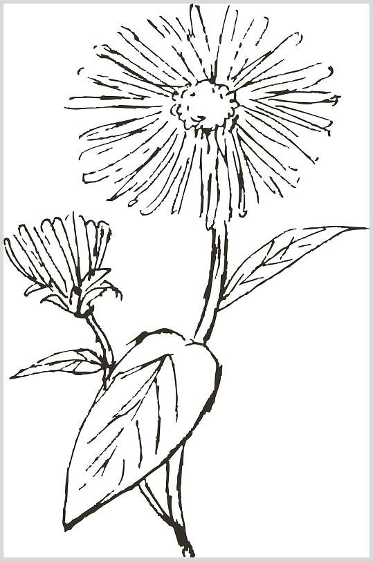 叶子土木香植物手绘线稿矢量素材