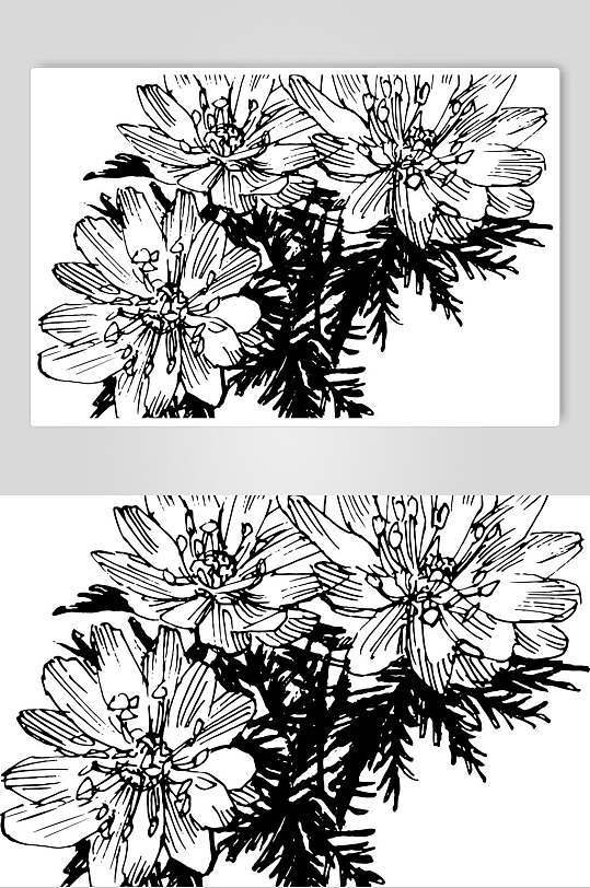 冰凉花植物手绘线稿矢量素材