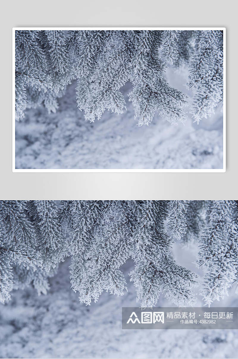 灰白植物雪花冬季雪景高清图片素材