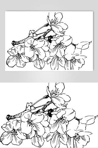 樱花植物手绘线稿矢量素材