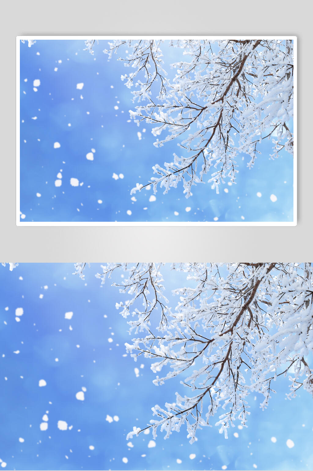 雪花树枝冬季雪景高清图片素材