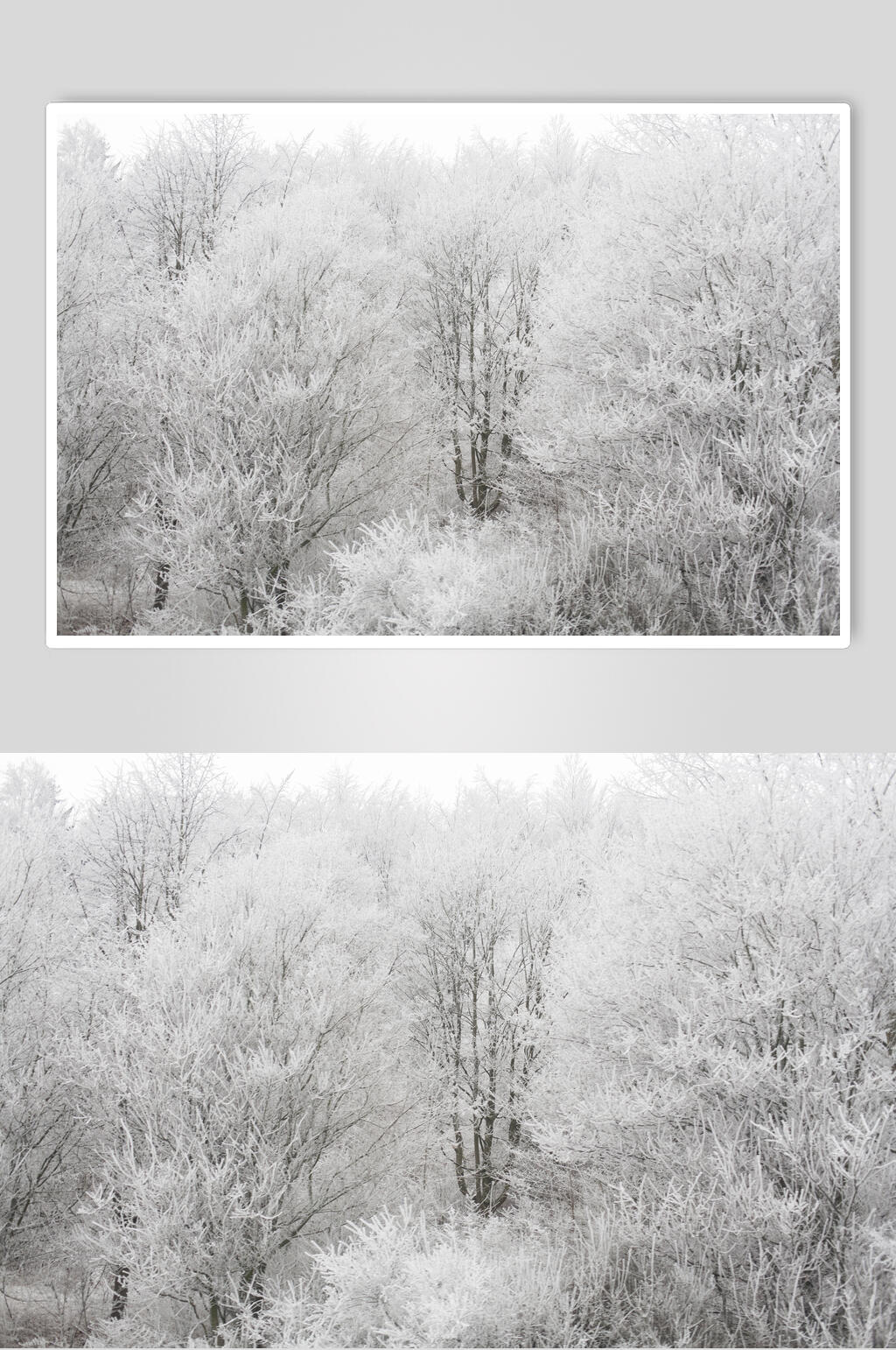 树木冬季雪景高清图片素材