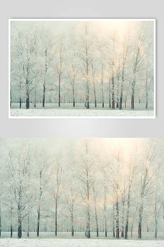 自然雪景梦幻林中雾风景图片