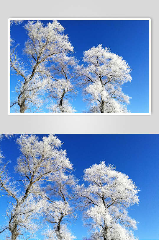 蓝色雪树吉林雾凇岛银妆素裹摄影图片