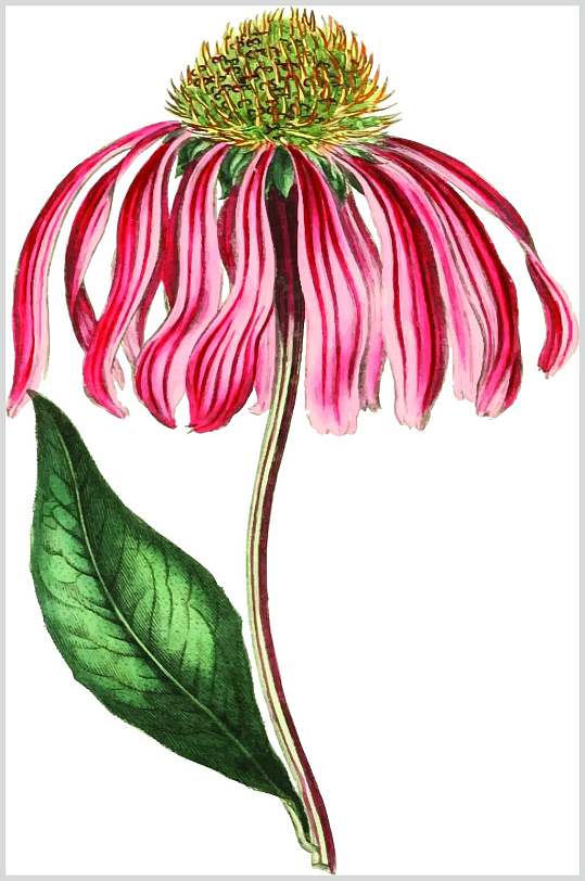 彩色松果菊植物手绘线稿矢量素材