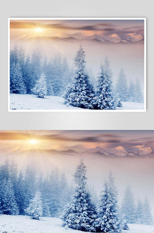 太阳光照树林自然雪景风景图片