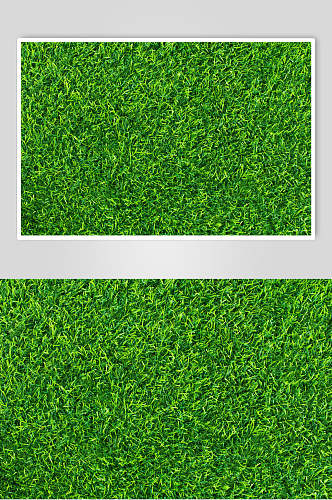 清晰绿色草地植被纹理图片