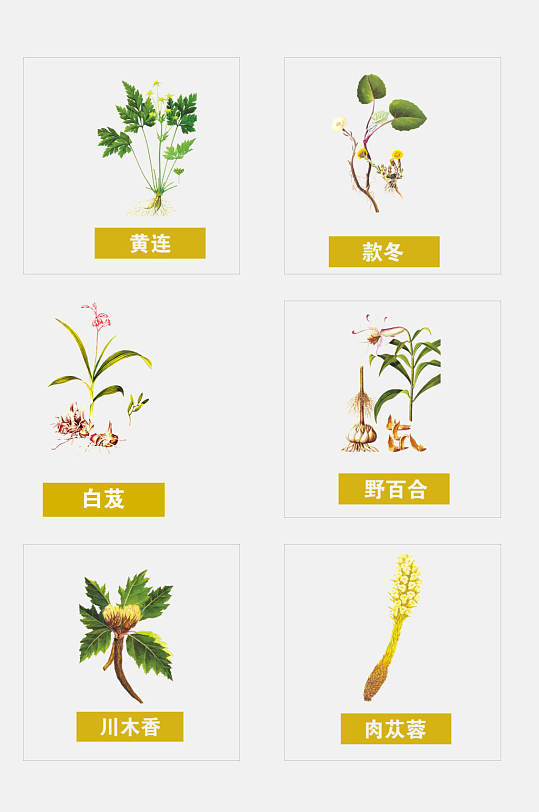 黄连彩绘草本植物免抠素材