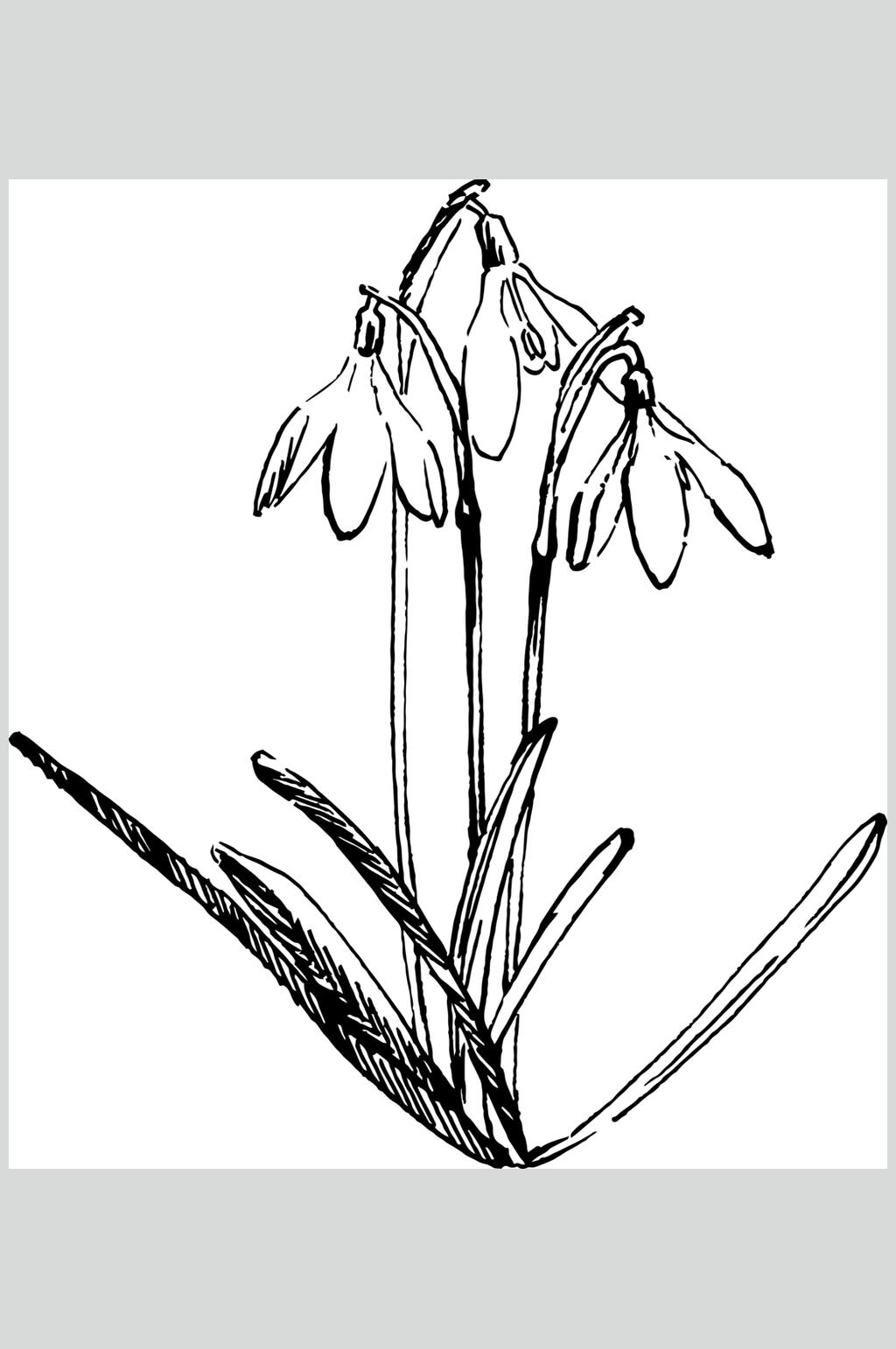 雪花莲植物手绘线稿矢量素材