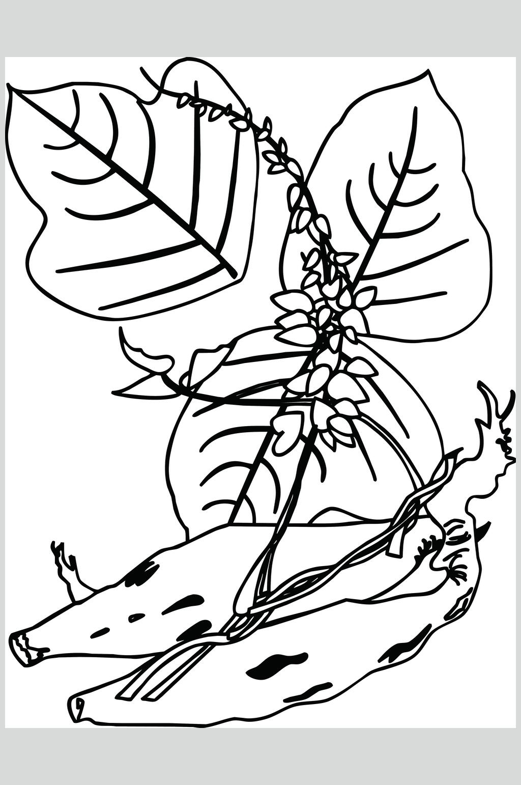葛根植物手绘线稿矢量素材