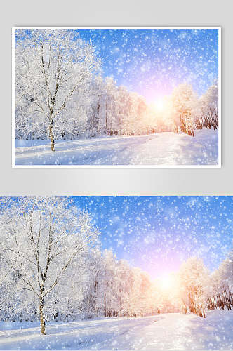 光照雪花树枝自然雪景风景图片