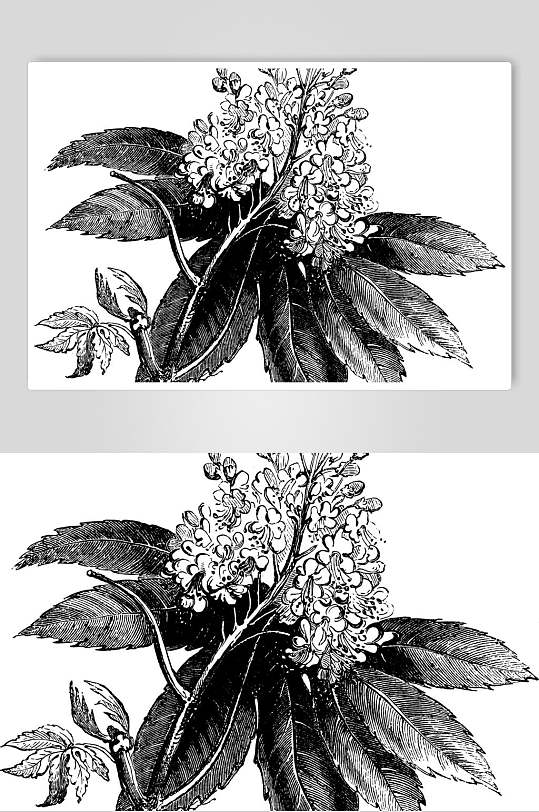 枇杷花植物手绘线稿矢量素材