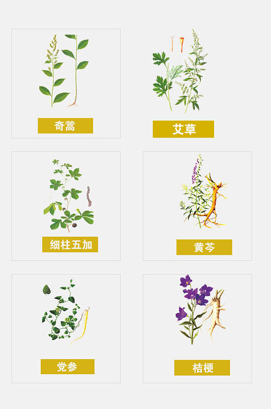 艾草彩绘草本植物免抠素材