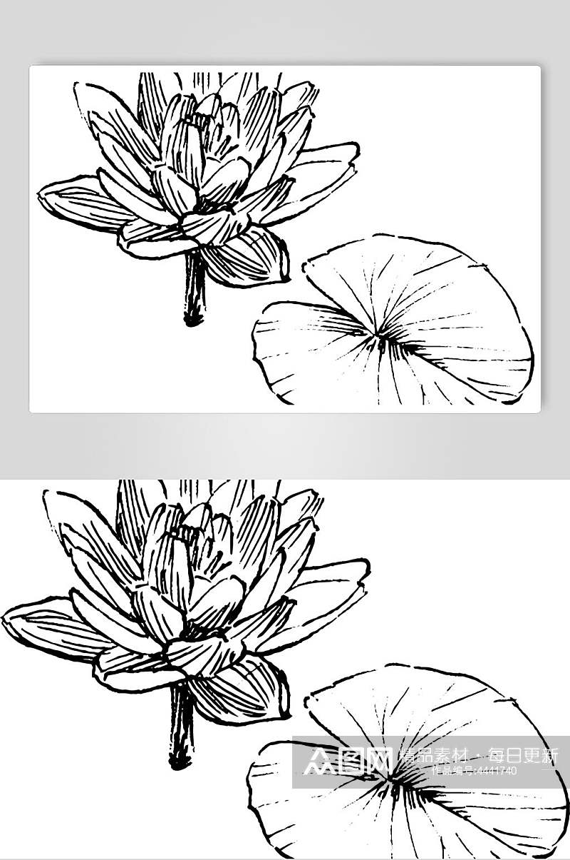 水莲花植物手绘线稿矢量素材素材