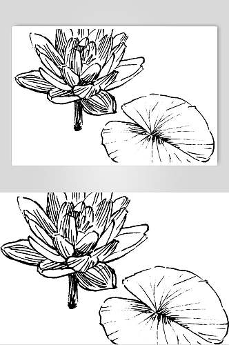 水莲花植物手绘线稿矢量素材
