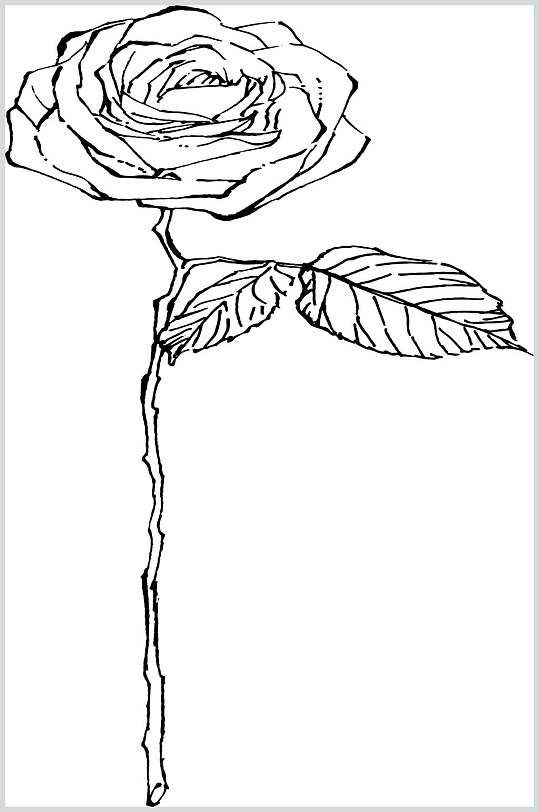 玫瑰花植物手绘线稿矢量素材
