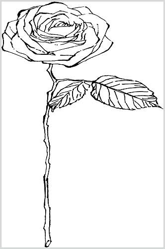 玫瑰花植物手绘线稿矢量素材