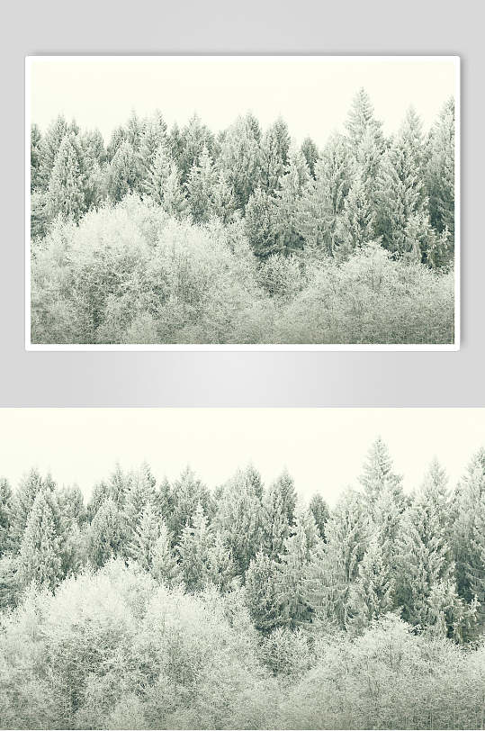 冬天银装雾凇自然雪景风景图片