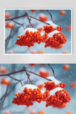 冬季果实山丁子山花红果自然雪景风景图片