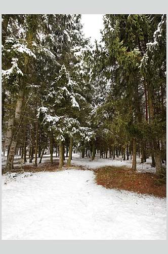 冬季松树林自然雪景风景图片