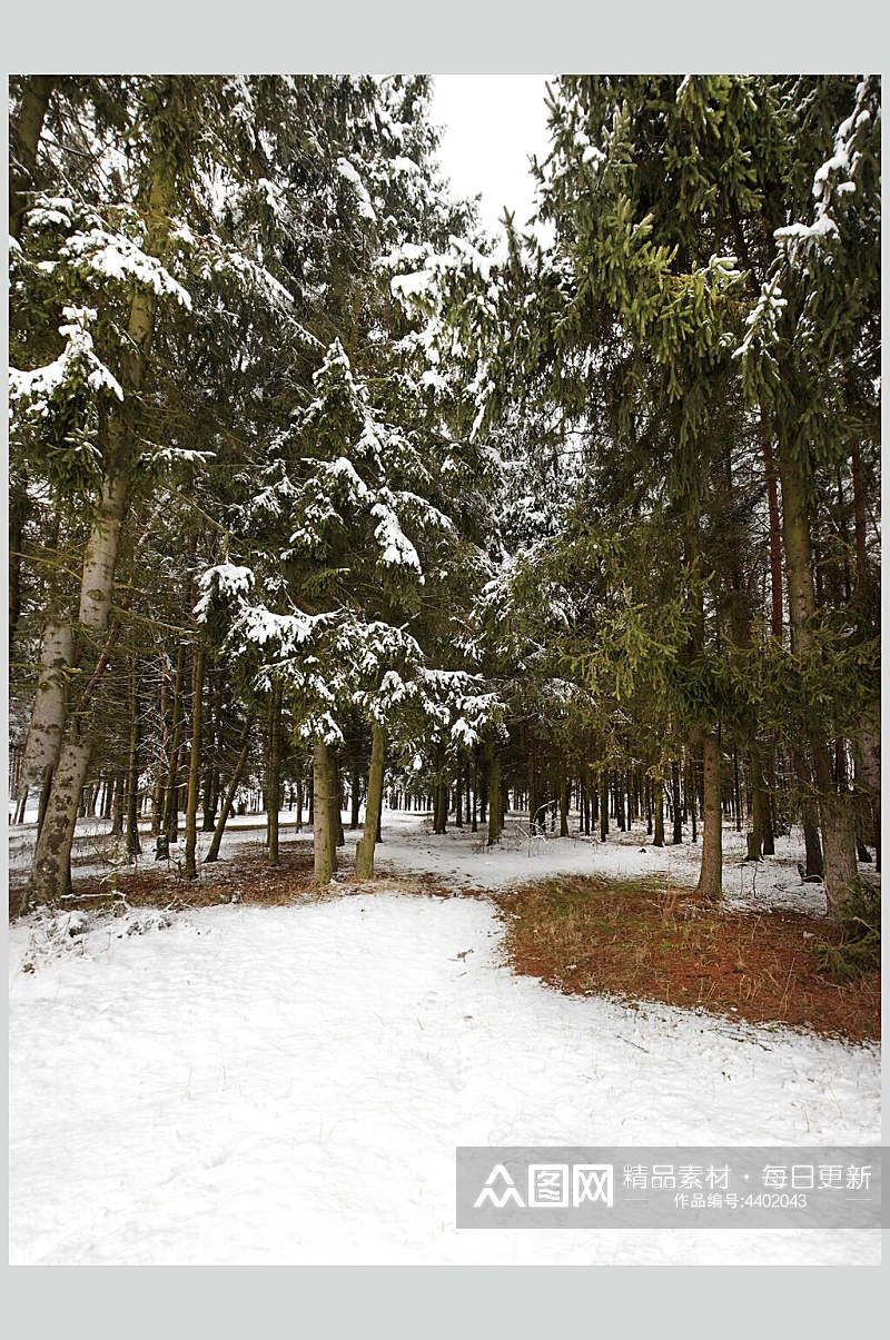 冬季松树林自然雪景风景图片素材