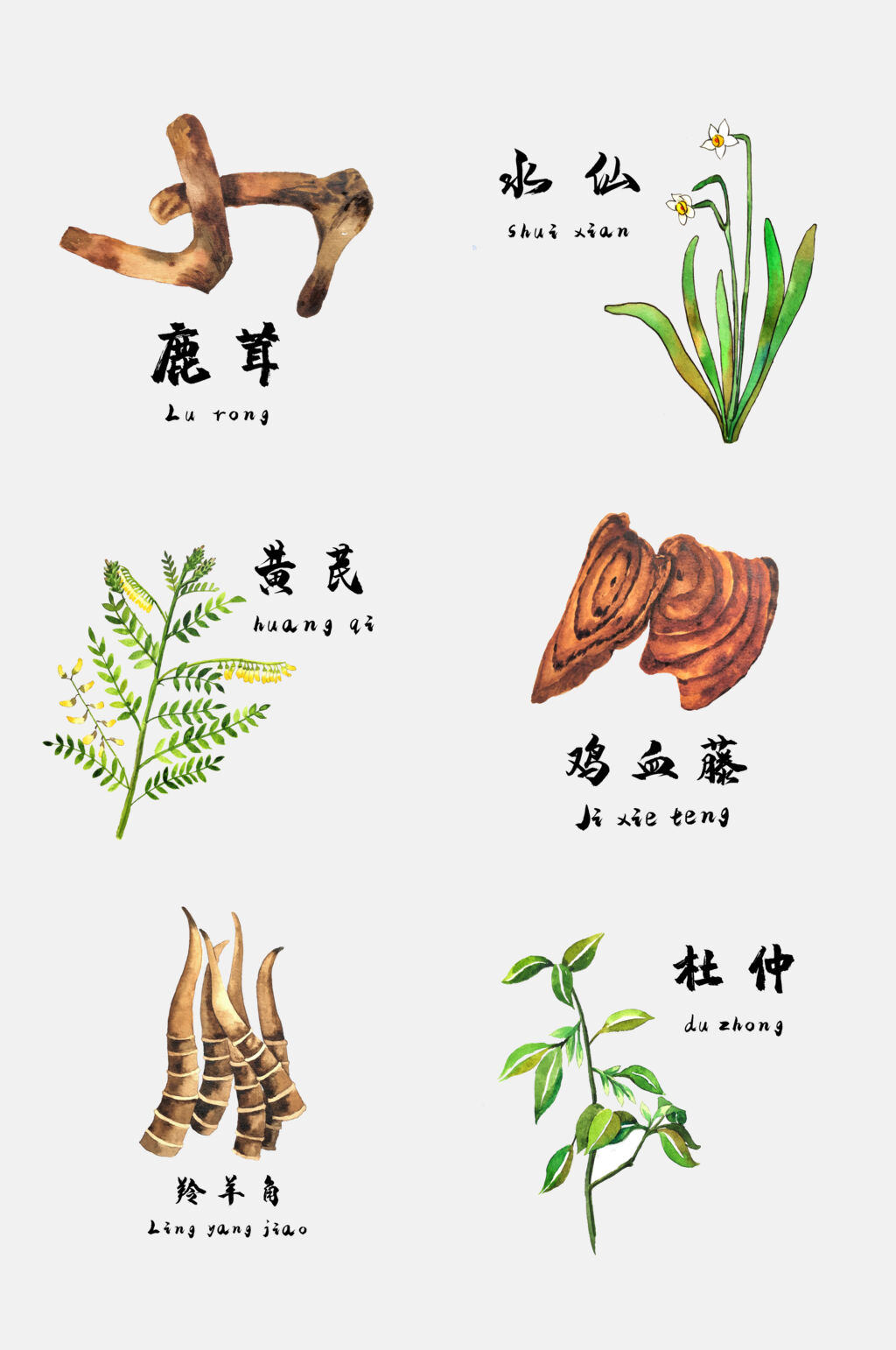 雞血藤彩繪草本植物免摳素材素材