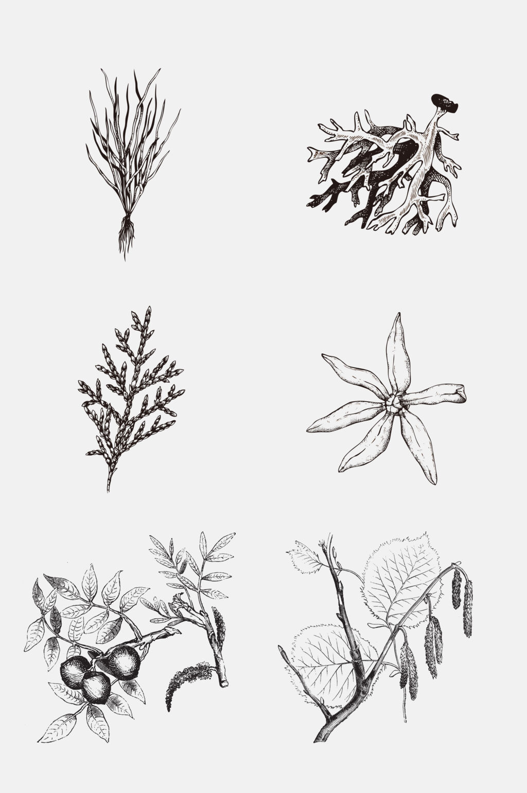 手绘经典植物手绘线稿免抠素材素材