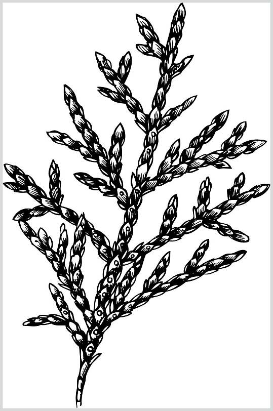 禅意雪松植物手绘线稿矢量素材