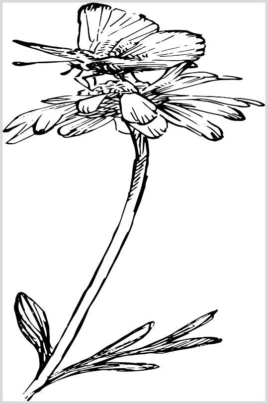 玛格丽特植物手绘线稿矢量素材