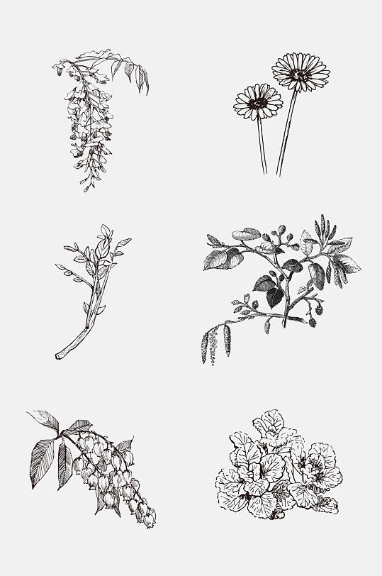 手绘经典植物手绘线稿免抠素材