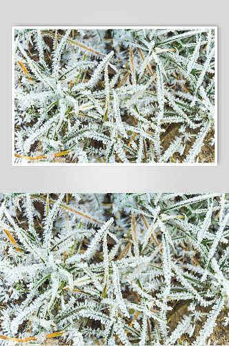 小草结霜冬季雪景高清图片