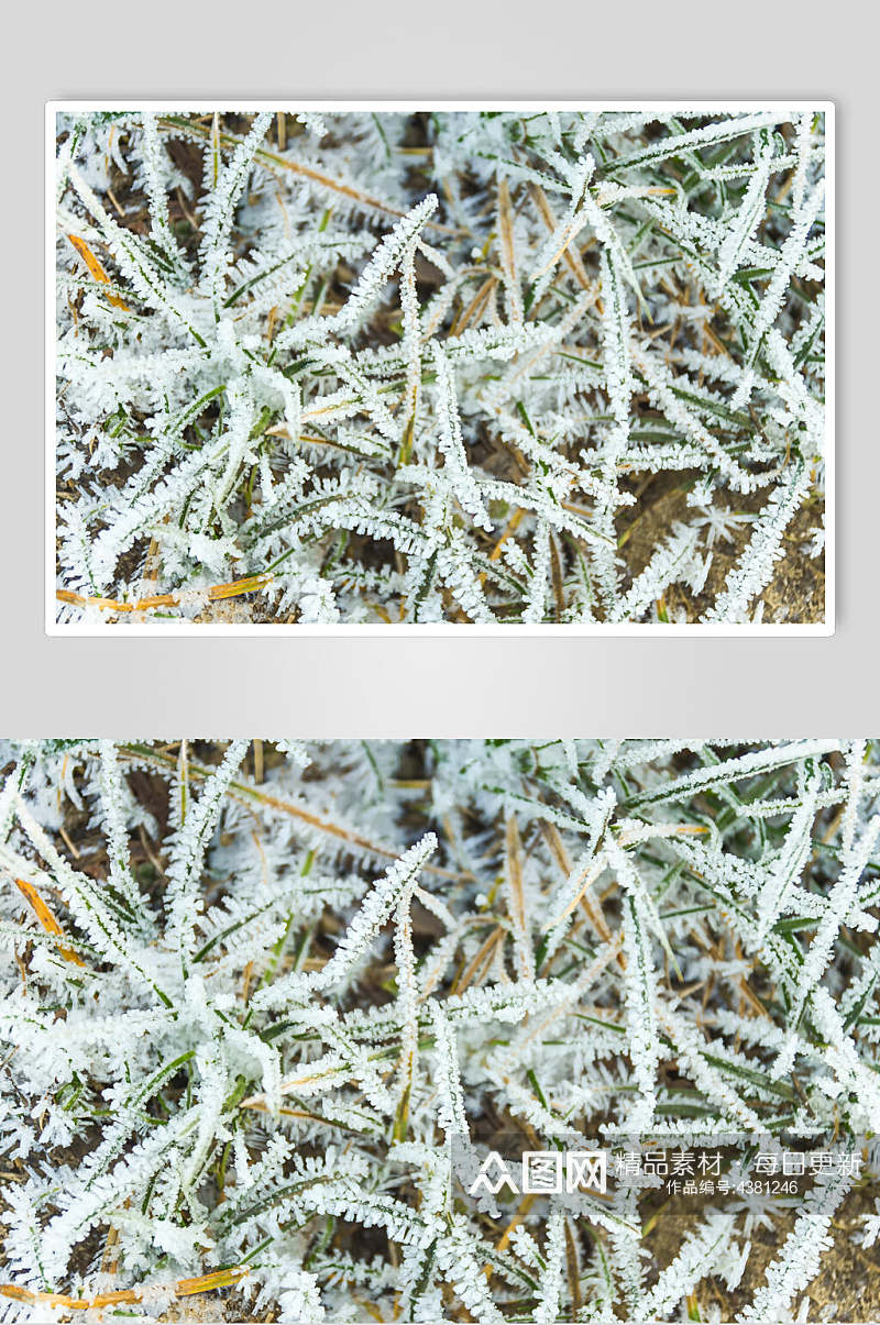 小草结霜冬季雪景高清图片素材