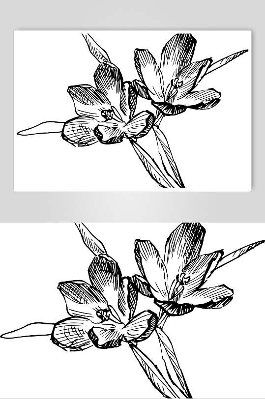 藏红花植物手绘线稿矢量素材