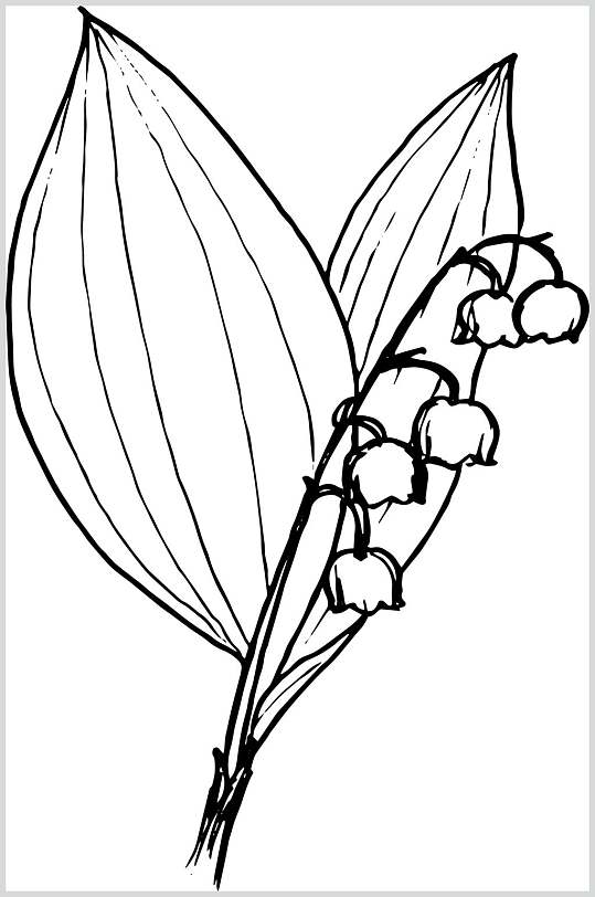 创意雪玲花植物手绘线稿矢量素材