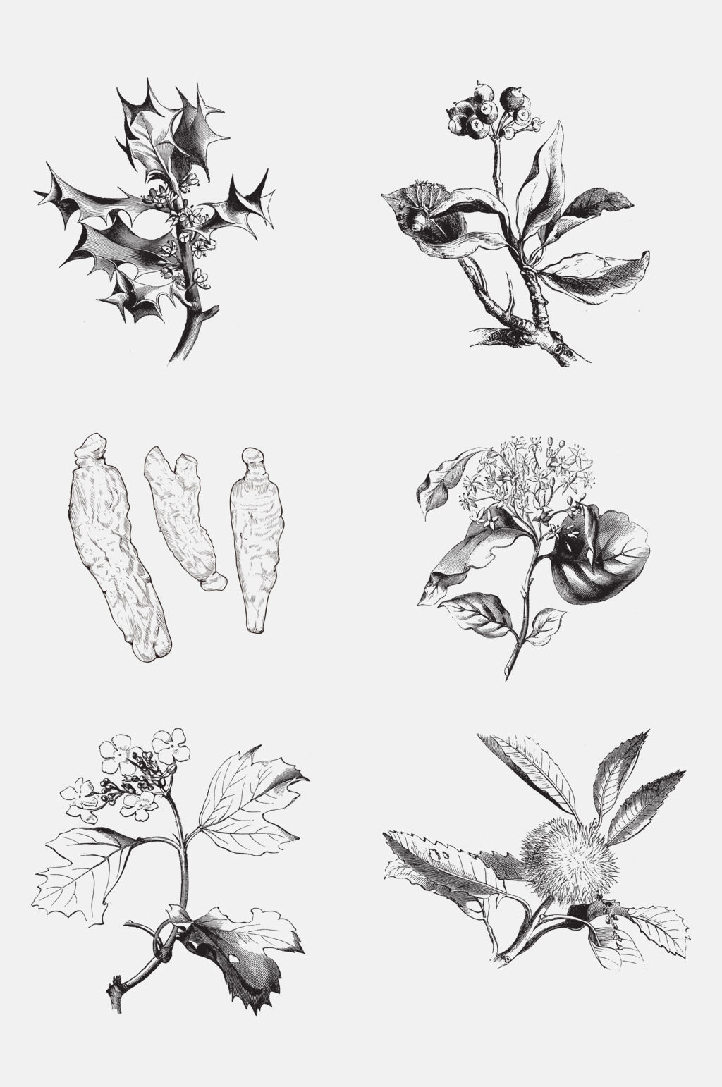 简约黑白植物手绘线稿免抠素材素材
