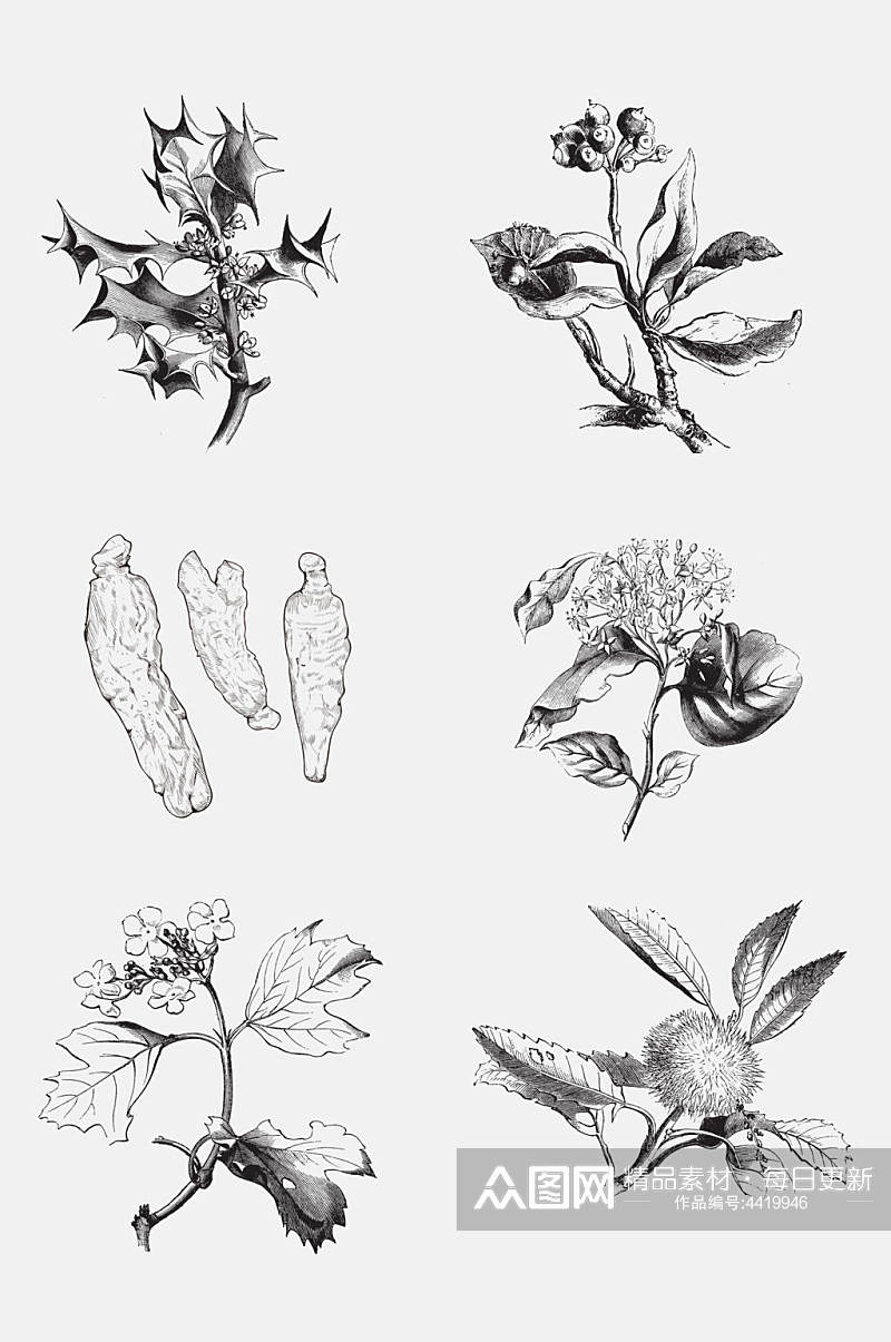 简约黑白植物手绘线稿免抠素材素材