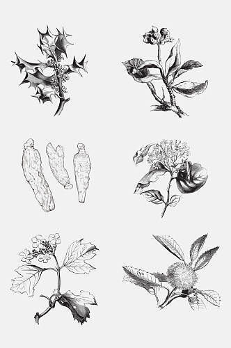 简约黑白植物手绘线稿免抠素材