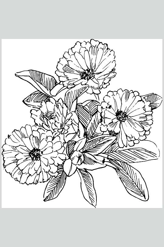 金盏花植物手绘线稿矢量素材