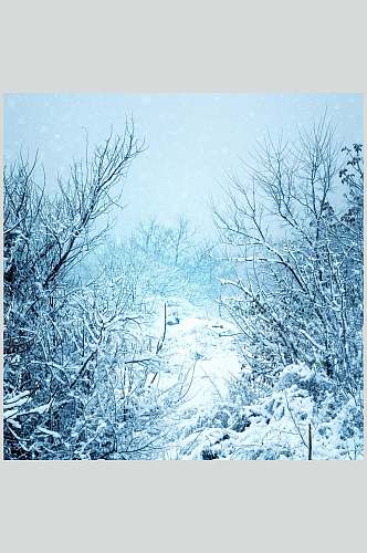 蓝白色树枝雪花自然雪景风景图片