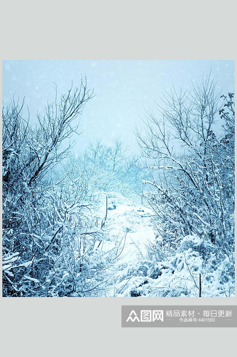 蓝白色树枝雪花自然雪景风景图片素材
