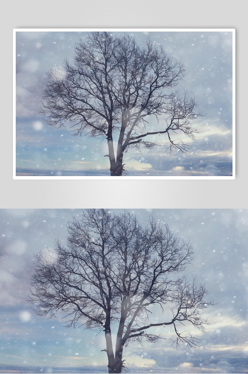冬季一棵树自然雪景风景图片素材