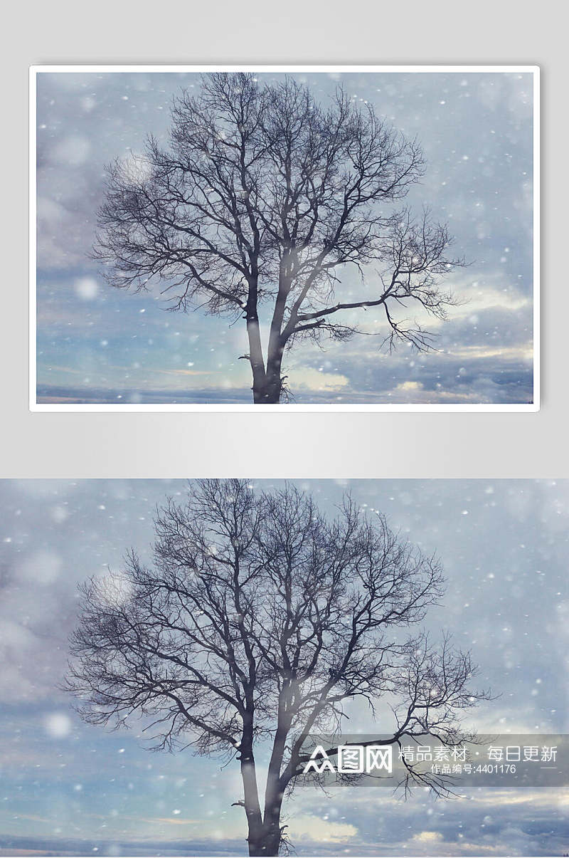 冬季一棵树自然雪景风景图片素材