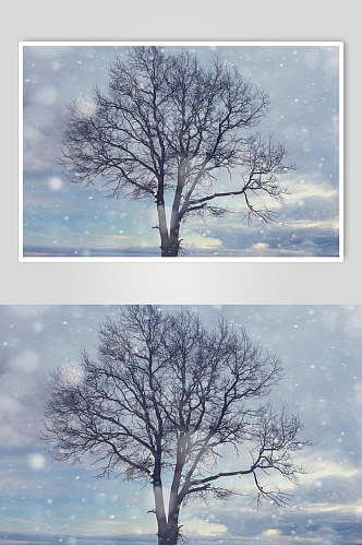 冬季一棵树自然雪景风景图片