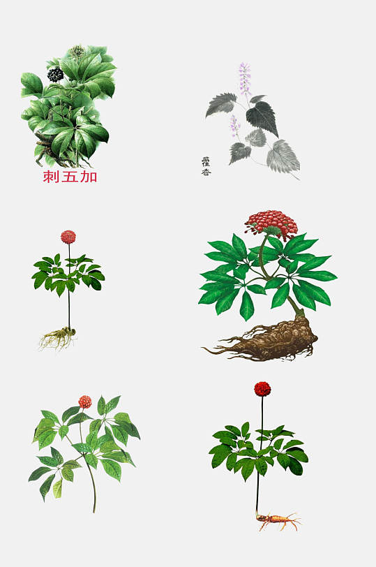 刺五加彩绘草本植物免抠素材